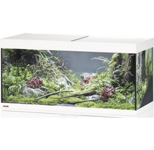 Aquarium aménagé avec plantes et décoration