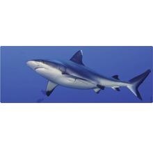 Un requin nage dans l''océan.