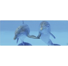 Deux dauphins dans l''eau