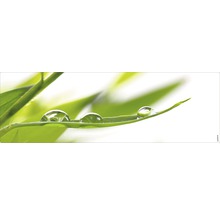 Feuille avec des gouttes d''eau