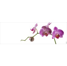 Gros plan d''une fleur d''orchidée