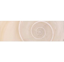 Gros plan d''une structure de coquille d''escargot en spirale claire