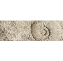 Empreinte de fossile dans plaque de pierre
