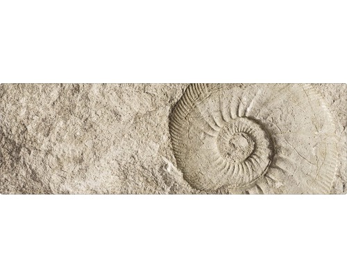 Empreinte de fossile dans plaque de pierre