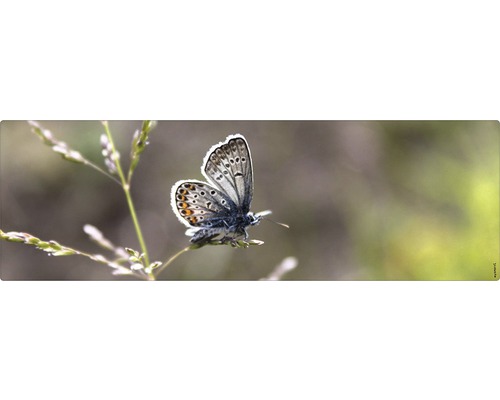 Paroi arrière de salle de bains mySPOTTI aqua Papillon 140x45 cm Un papillon est perché sur une tige.