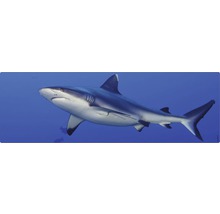 Gros plan d''un requin de récif gris dans l''océan.