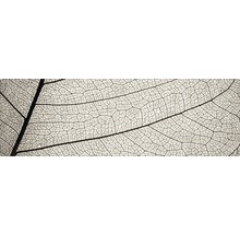 Gros plan de la structure du squelette d''une feuille