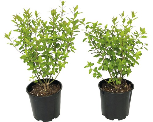 Gemeiner Liguster 'Ligustrum vulgare Atrovirens' Co 5 H 125-150 cm