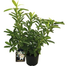 Duftazalee Sommergrüne Azale Rhododendron luteum H 30-40 cm Co 5 L weiss-thumb-0