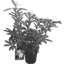 Duftazalee Sommergrüne Azale Rhododendron luteum H 30-40 cm Co 5 L weiss-thumb-1