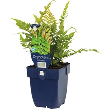 Dryopteris erythrosora Farn im Topf
