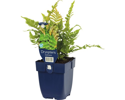 Dryopteris erythrosora Farn im Topf