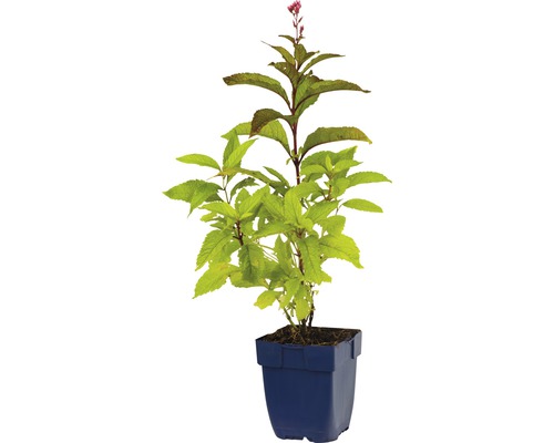 Plante fleurie en pot