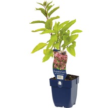 Eupatorium Pflanze im Topf