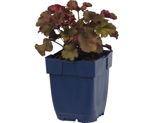 Plante de géranium vivace en pot