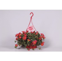 Pourpier à grandes fleurs FloraSelf Portulaca grandiflora pot Ø 25 cm