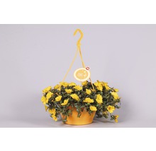 Pourpier à grandes fleurs FloraSelf Portulaca grandiflora pot Ø 25 cm