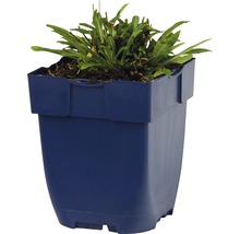 Plante dans un pot bleu