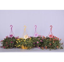 Pourpier à grandes fleurs FloraSelf Portulaca grandiflora pot Ø 25 cm