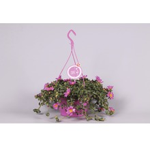 Pourpier à grandes fleurs FloraSelf Portulaca grandiflora pot Ø 25 cm