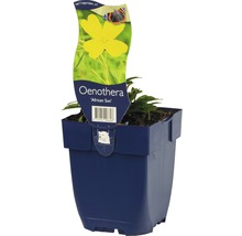 Onagre African Sun dans un pot de fleurs