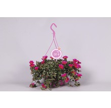 Pourpier à grandes fleurs FloraSelf Portulaca grandiflora pot Ø 25 cm