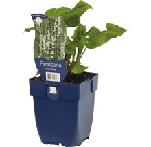 Knöterich FloraSelf Bistorta amplexicaulis 'Alba' (ehem. Persicaria ampl. 'Alba') H 5-40 cm Co 0,5 L