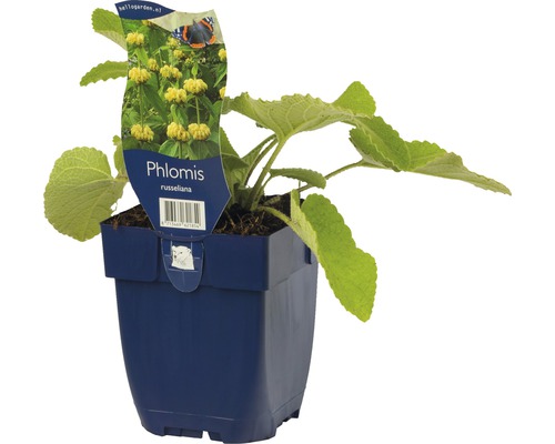 Phlomis russeliana im Topf