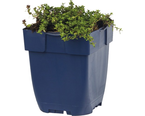 Plant de thym dans un pot en plastique bleu