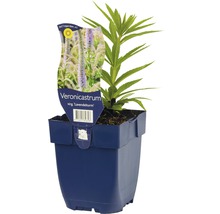 Jeune plante de véronicastrum en pot