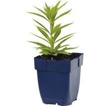 Jeune plante dans un pot