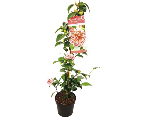 Camélia Camellia japonica 'Volunteer' 60/80 cm pot de 19 cm