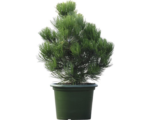 Schlangenhaut-Kiefer FloraSelf Pinus leucodermis 'Compakt Gem' 40/50cm im Dekotopf