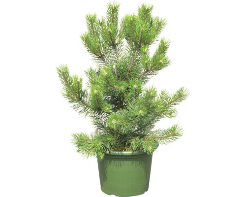 Berg-Kiefer FloraSelf Pinus mugo 'Gnom' 60/70cm im Dekotopf