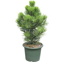 Pin en pot
