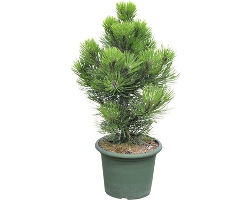 Pin de Bosnie Botanico Pinus leucodermis 'Malinki' H 40-50 cm Co 10 L