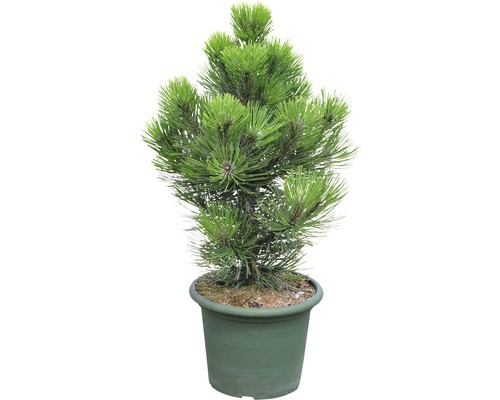 Schlangenhaut-Kiefer FloraSelf Pinus leucodermis 'Malinki' 40/50cm im Dekotopf Kiefer im Topf