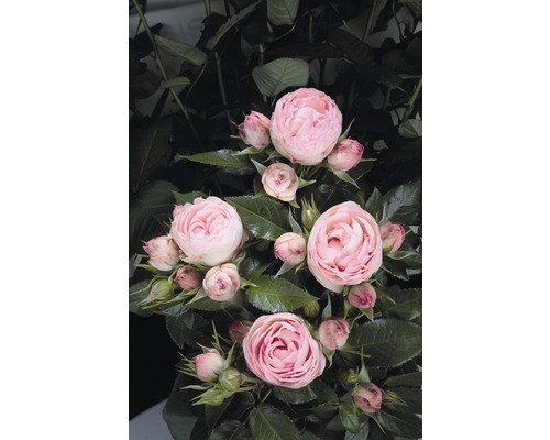 Rosier à grandes fleurs Rosen Tantau Rosa x Hybride 'Lovely Rokoko' Co 6 l