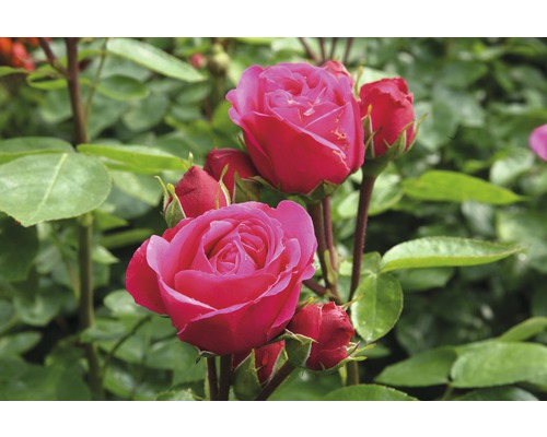 Rosier à grandes fleurs Rosen Tantau Rosa x Hybride 'Magic Rokoko' Co 6 L