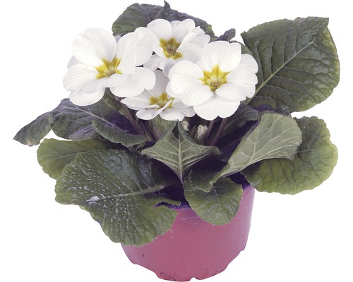 Primevère FloraSelf Primula acaulis pot Ø 11 cm sélection aléatoire des variétés Primevère blanche en pot