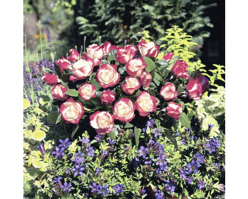 Rose noble à parfum nostalgique roses Tantau Rosa x Hybride 'Nostalgie' Co 6 L