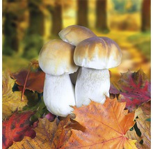 Steinpilze auf Herbstlaub