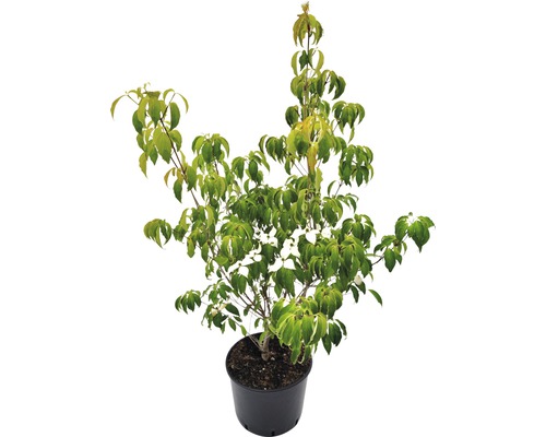 Cornouiller du Japon Cornus kousa «Robert's Select» h 80-130 cm Co 20 l