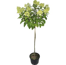 Zwerg-Rispenhortensie Bobo 130-180 cm