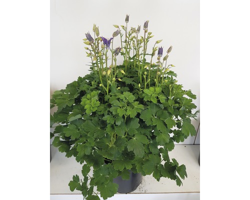 Ancolie double en pot avec fleurs et feuilles