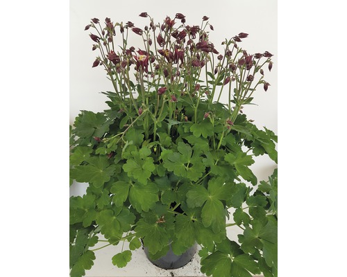 Ancolie à fleurs doubles en pot