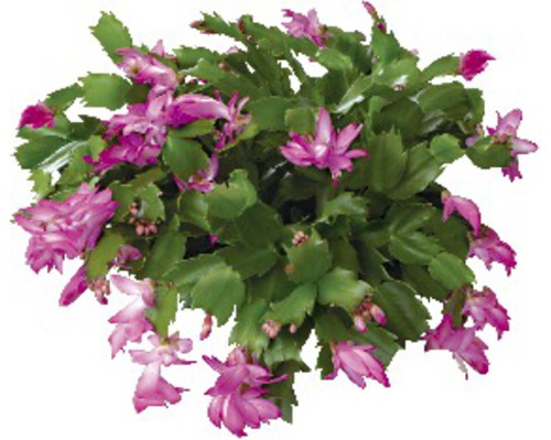 Schlumbergera ou Cactus de Noël à fleurs multicolores. Le pot Ø 11 cm avec  cache-pot en céramique. : Plantes fleuries PROFITPLANT maison - botanic®