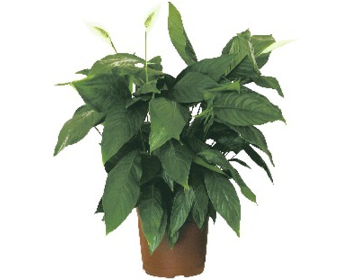 Spathiphyllum FloraSelf® Sparthiphyllum floribundum