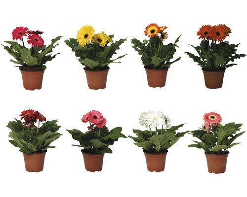 Gerbera Mix FloraSelf H 25-35 cm Ø 12 cm Topf zufällige Sortenauswahl