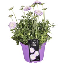 Scabieuse colombaire FloraSelf Scabiosa 'Butterfly Blue' h 10-20 cm Co 1,5 l-thumb-0 Scabieuse colombaire FloraSelf Scabiosa 'Butterfly Blue' h 10-20 cm Co 1,5 l-thumb-0